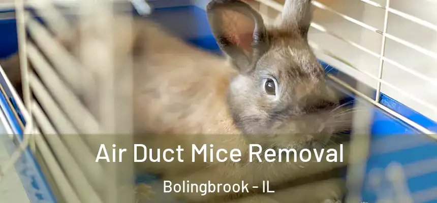 Air Duct Mice Removal Bolingbrook - IL